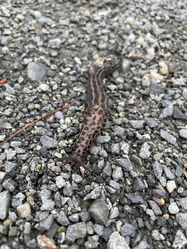 Limax maximus