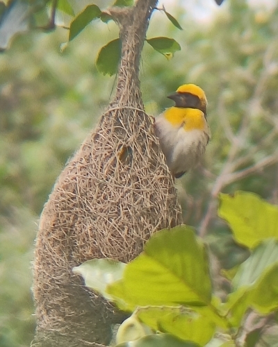 Baya Weaver