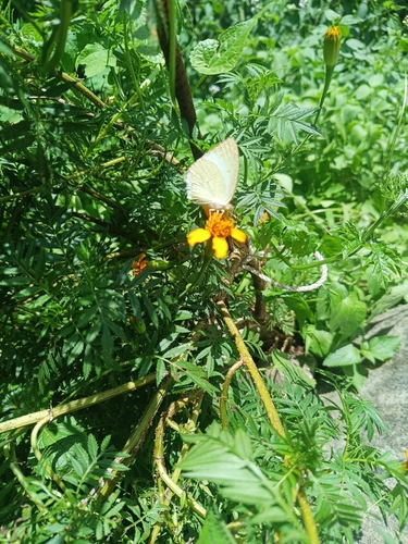 Mottled Emigrant