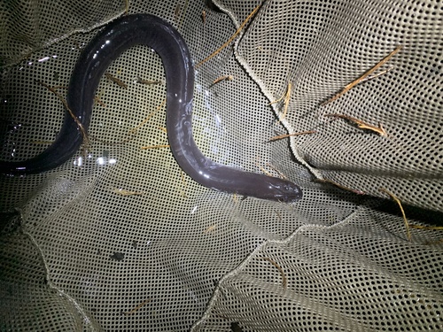 Two-toed Amphiuma