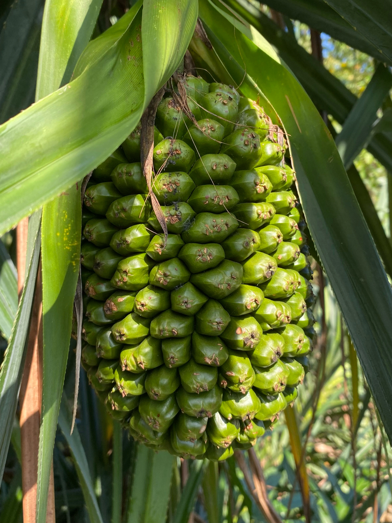 Pandanus kaida