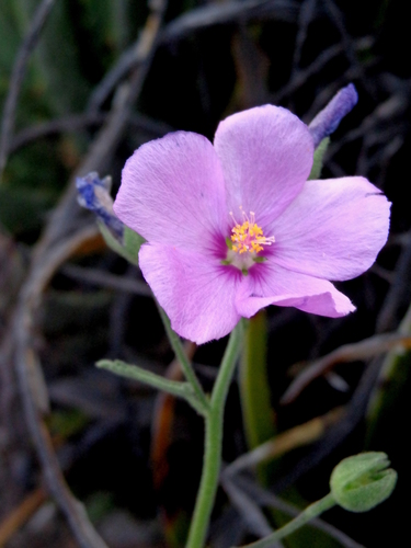 Meximalva venusta