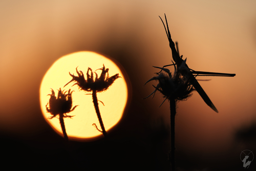 Mediterranean Slant-faced Grasshopper