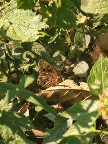 Dentate Bush Brown