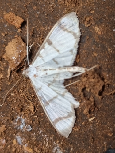 Zebra Pyrale