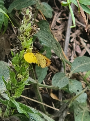 Dark Yellow Forest Sylph