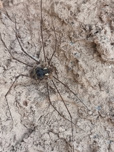 Sesostris maculatus