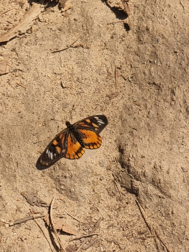 Falcate Amber