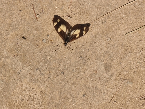Telchinia ansorgei