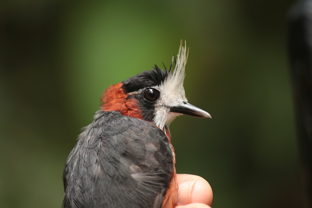 White-plumed Antbird (Pithys albifrons) photo