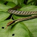 條紋過樹蛇 - Photo 由 Chien Lee 所上傳的 (c) Chien Lee，保留所有權利