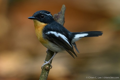 Ficedula dumetoria (Wallace, 1864)