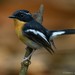 Rufous-chested Flycatcher - Photo (c) Chien Lee, all rights reserved, uploaded by Chien Lee
