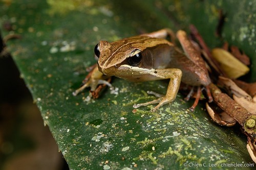 Eastern Madagascar Frog