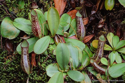 Nepenthes adnata