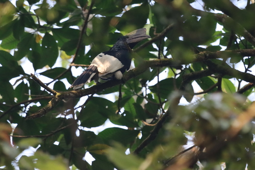 Black-and-white-casqued Hornbill