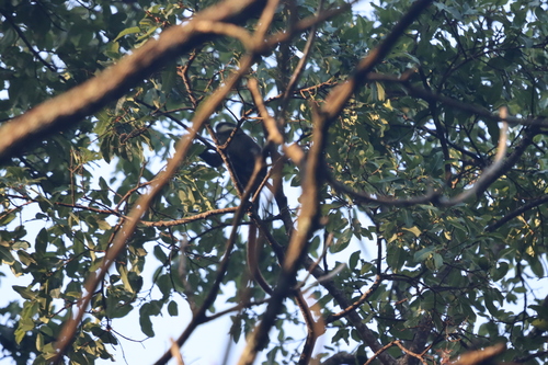 Schmidt's Red-tailed Monkey