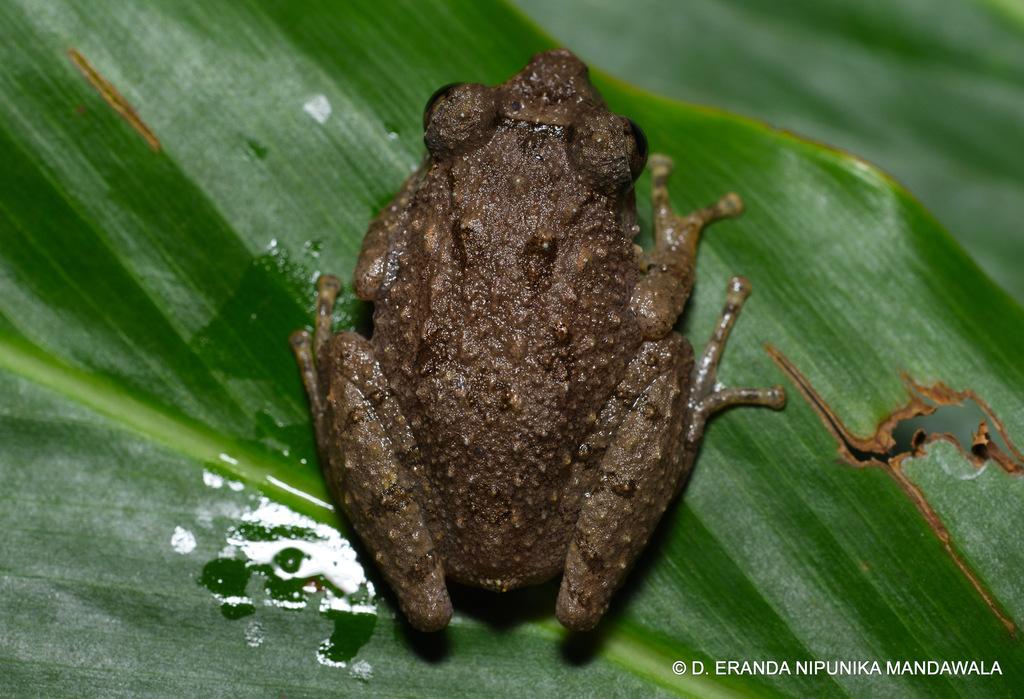 Kandian Shrub Frog (Pseudophilautus rus) · iNaturalist