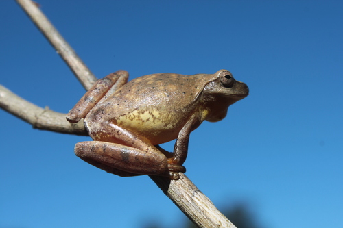 Godman's Tree Frog