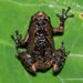Globular Frogs - Photo (c) Eranda Nipunika Mandawala, all rights reserved