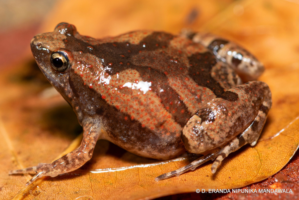 Ornate Narrow-mouthed Toad