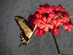 Papilio astyalus image