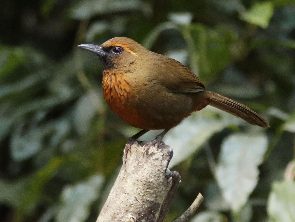 Orange-breasted Laughingthrush photo