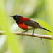 Black-throated Sunbird (Dalat) - Photo (c) David Beadle, all rights reserved, uploaded by David Beadle