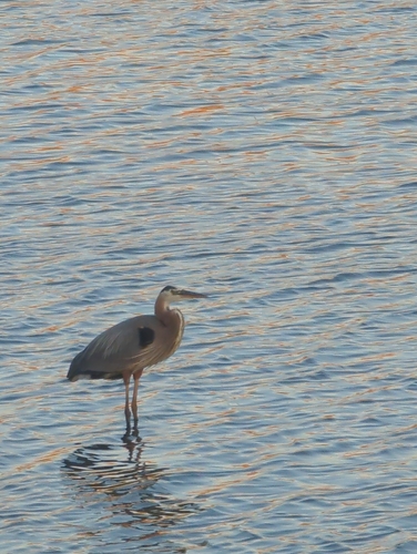 iNaturalist observation photo of Great Blue Heron