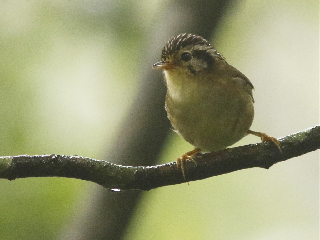 Black-crowned Fulvetta photo
