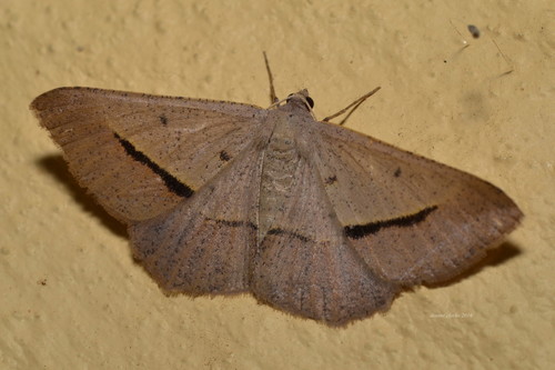 Delta Geometrid