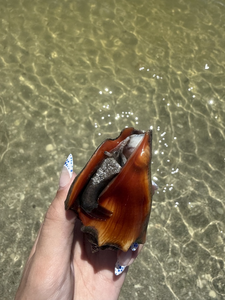 Fighting Conch from North Atlantic Ocean, Manasota Key, FL, US on ...