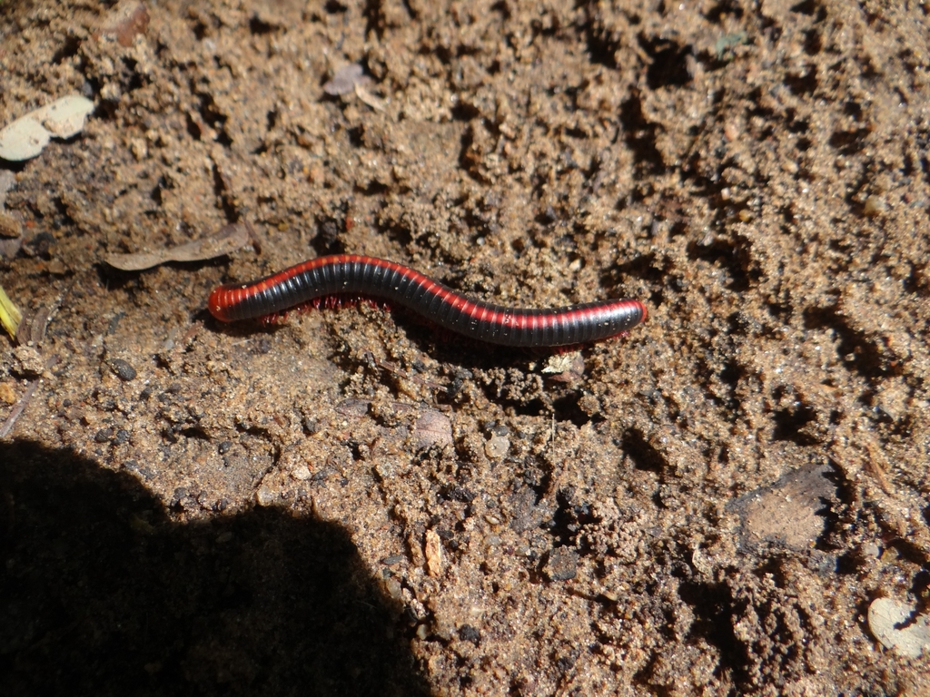 Red Spined Millipede from Basavana Betta Forest on October 13, 2019 at ...