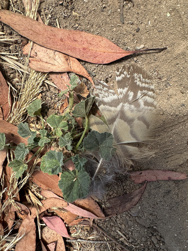 View observation of {o.common_name} on iNaturalist