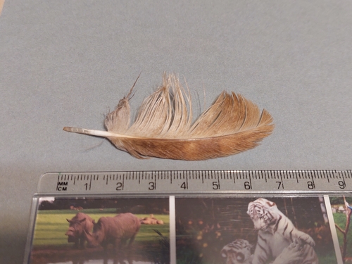 View observation of {o.common_name} on iNaturalist