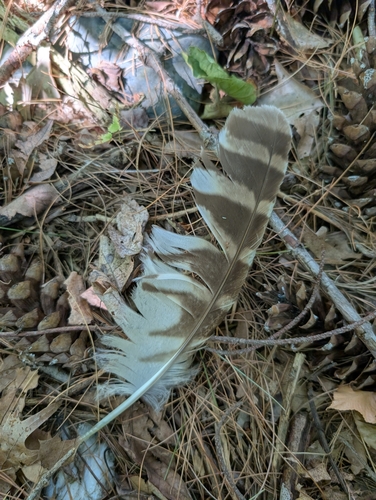 View observation of {o.common_name} on iNaturalist