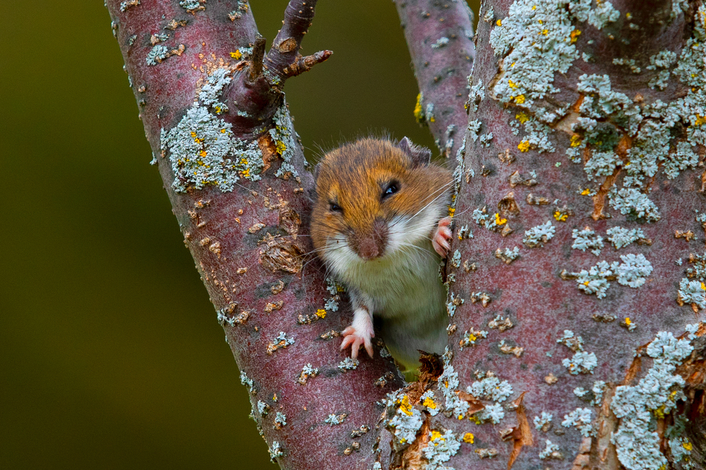 Deer Mouse from St Croix County, WI, USA on October 27, 2019 at 10:42 ...