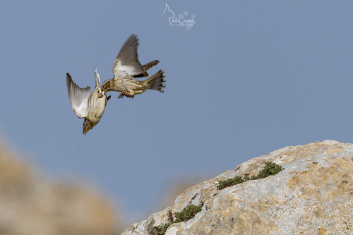 Rock Sparrow