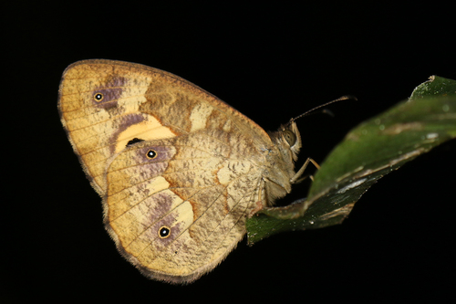 Heteropsis subsimilis