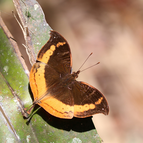 Malagasy Leaf Commodore