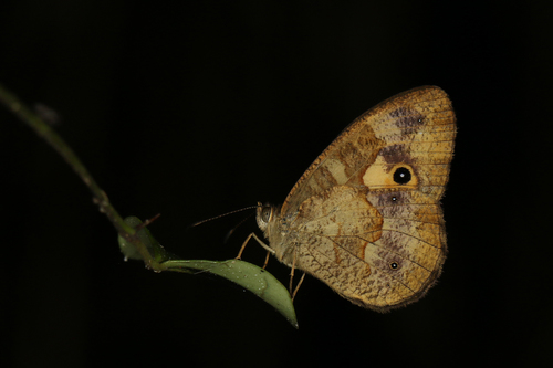 Heteropsis subsimilis