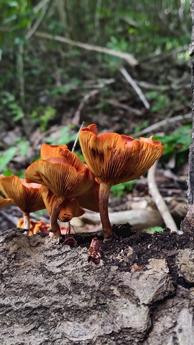 magenta rustgill (Gymnopilus dilepis)