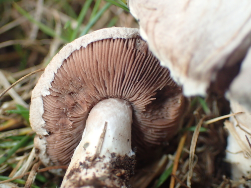 Meadow Mushroom