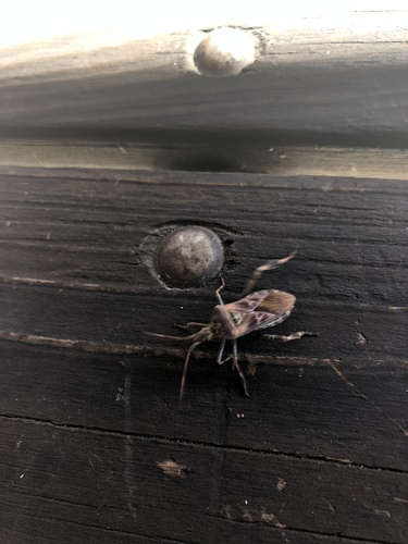 iNaturalist observation photo of Western Conifer Seed Bug