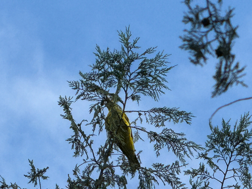 Black-naped Oriole