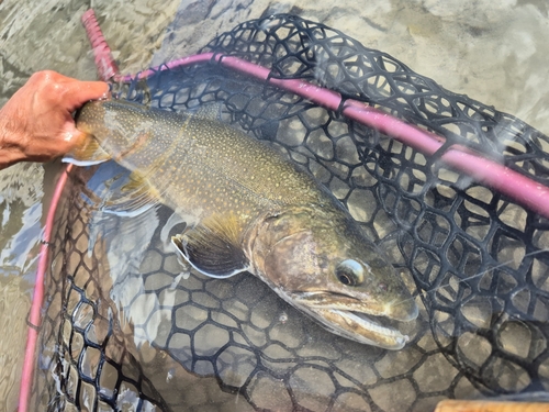 Brook × Bull Trout