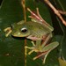 Boophis occidentalis - Photo (c) Franco Andreone, todos os direitos reservados, uploaded by Franco Andreone