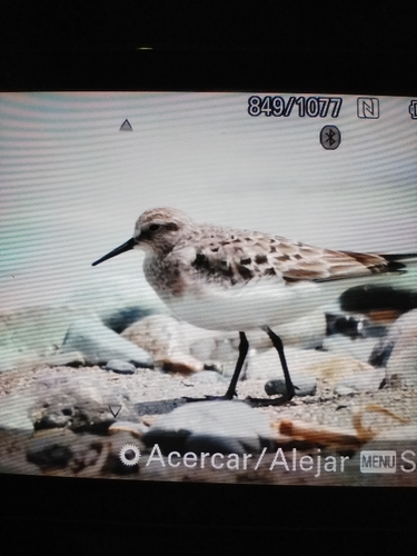 Baird's Sandpiper (Calidris bairdii)