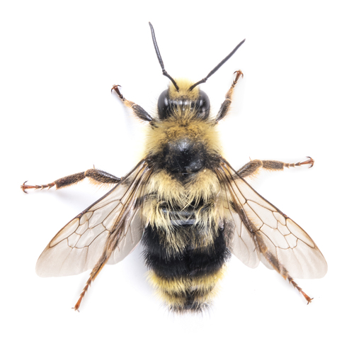 iNaturalist observation photo of Vancouver Bumble Bee