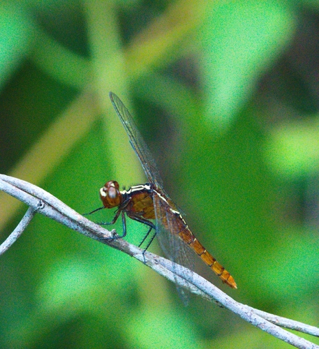 Rufous Marsh Glider